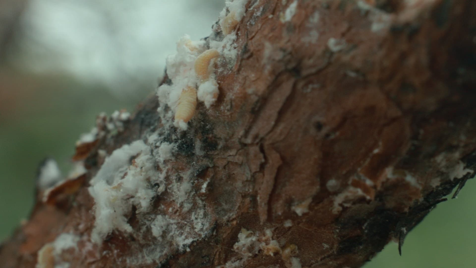 From Ashes Episode 1 — film still 8