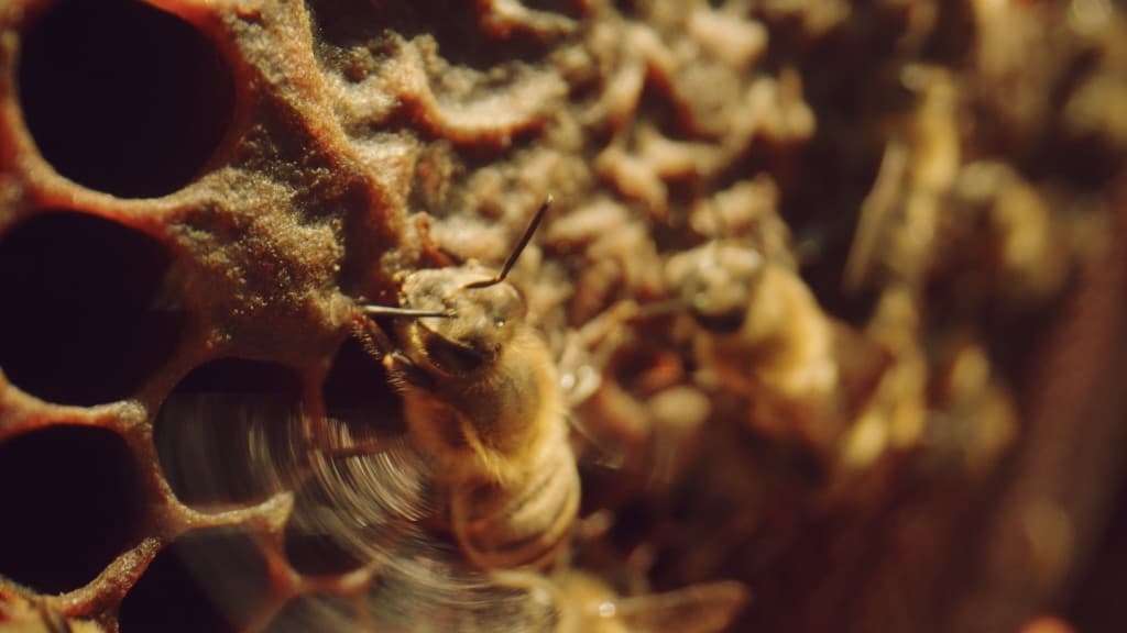 From Ashes Part I — film still 6