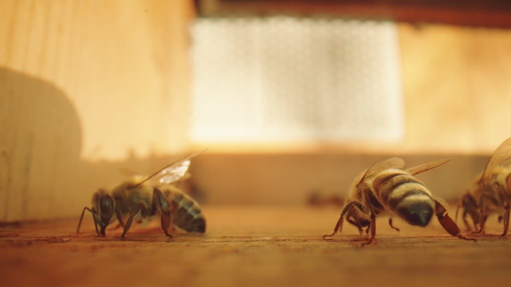 From Ashes Part I — film still 7