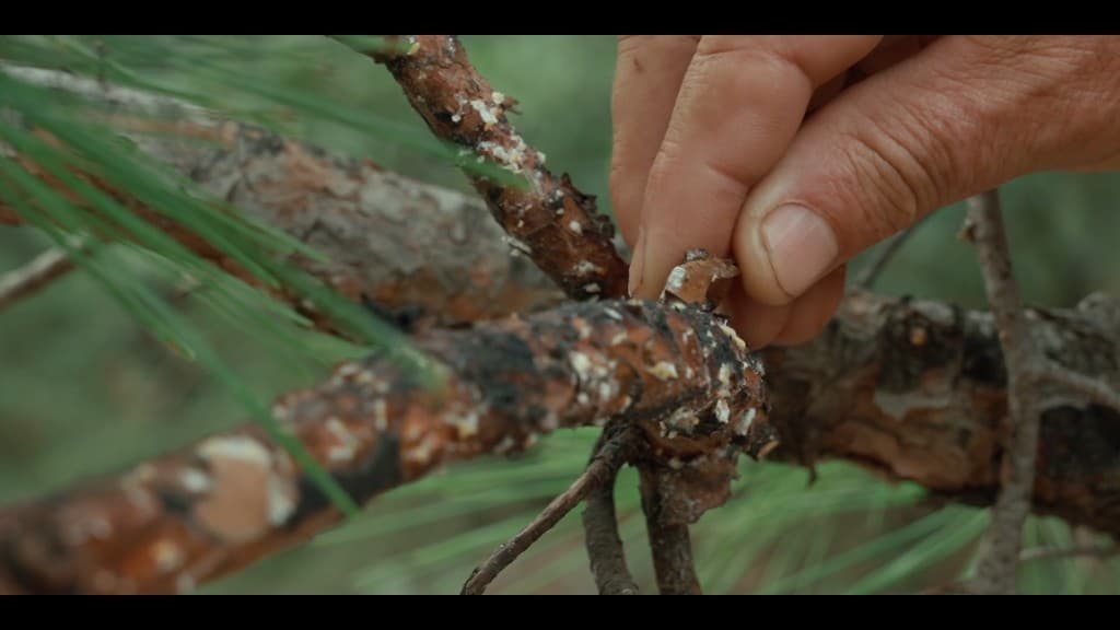 From Ashes Part I — film still 9