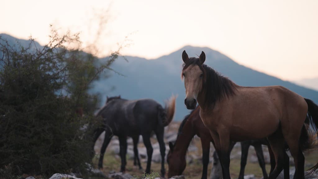 From Ashes Part II — film still 7